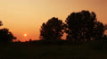 Sunset in the wood. NTSC landscape. Timelapse Video