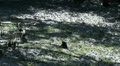 Muddyn ground in Mangrove Forest Video
