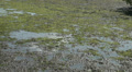 Seaside waterfront of Mangrove Forest Video