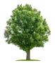 isolated oak tree on a white background