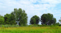 Landscape with trees and the sky Video