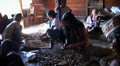 Flores people in a jungle village preparing Cocoa Beans Video