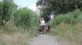 professional dog walking
