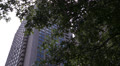 Tree Branches In Front Of High Rise Building In Boston Massachusetts Video