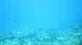 underwater shot
