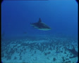 SharksOnReef4-JPEG 75 PAL