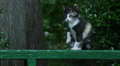 street kitten washes Video