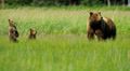 Young Brown Bear cubs inquisitive of their surroundings