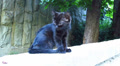 Black kitten in park Video