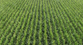 Cornfield Sweet Corn Aerial