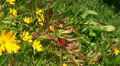 Beautiful black-orange butterfly with yellow flowers Video
