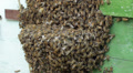Bees Bearding at Hive Entrance HD