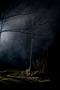 mysterious trees in a haunted forest