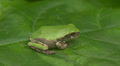 Gray Treefrog (Hyla versicolor) 4 Video