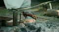 Whole rabbit roasting on barbecue in camp
