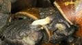 trio of African Giant Snails (Achatina fulica) mating.