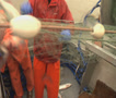 Salmon hauled into boat 1