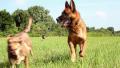 overrunning dogs field