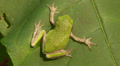 Gray Treefrog (Hyla versicolor) 6 Video