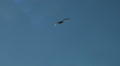 Flying Seagull Video