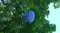 Paper lantern on a tree Video