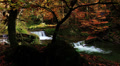 Beautiful Waterfall in Forest
