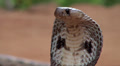 Attack of Indian cobra (Naga naja)