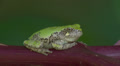 Gray Treefrog (Hyla versicolor) 7 Video