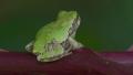 Gray Treefrog (Hyla versicolor) 8 Video