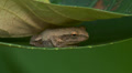 Spring Peeper (Pseudacris crucifer) 2 Video