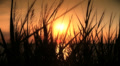 sunset sea grass