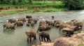 Herd of elephants is bathing in Maha Oya river. Sri Lanka.