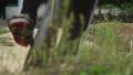 video clip 31826313
