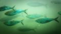 Fish Ladder Underwater