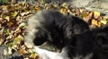 Cat on street in windy day Video