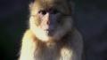 apes. monkey. chimpanzee. wildlife animals nature. slow motion