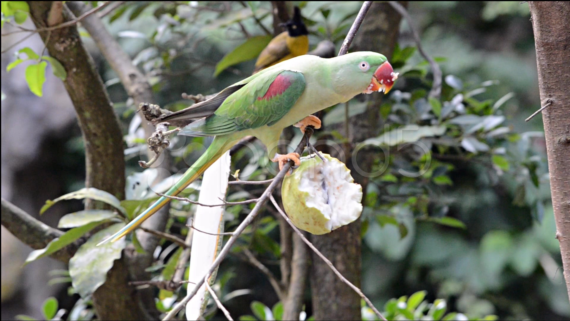 Parrot Eating A Guava Stock Video 32456291 HD Stock Footage