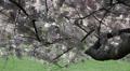 Central Park New York City Office Sakura Cherry Tree Bark Blossoming Big Apple Video