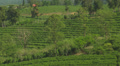 Coffee Plantation - diff. angle