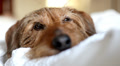 Sleeping puppy awakes. Cute little dog snuggled up in the bedroom