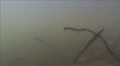 Movement with immersion in a pond Video