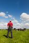 typical dutch landscape with farmer and cows