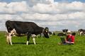 young farmer with laptop in field with cows