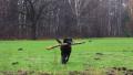 Labrador dog in the park playing fetch. Autumn season.