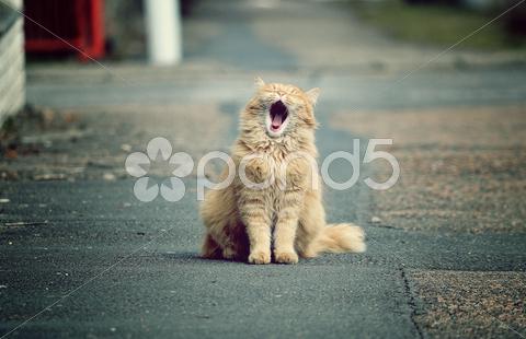 Beautiful Funny Cats In The Street