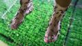 video clip 33577607