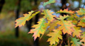 Yellow oak leafs Video