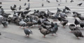 video clip 33595041