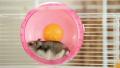 Hamster in a wheel