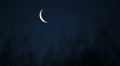 crescent moon forest